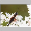 Endomopoda phragmitidis - Schlupfwespe w01b 12mm - OS-Hasbergen Wiese det06.jpg